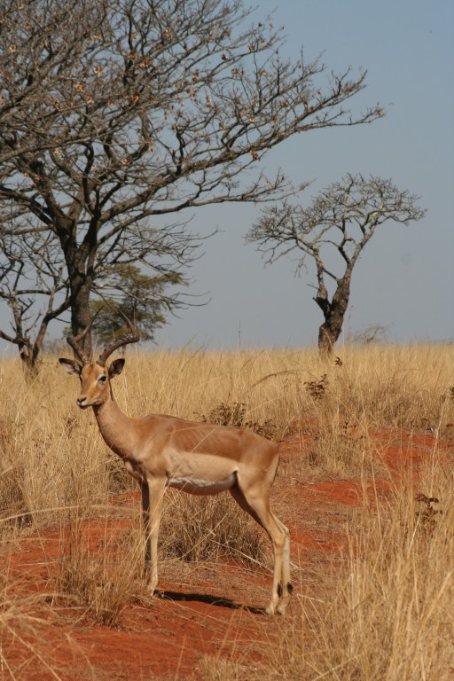Impala surrounded by red earth and unusual trees of Swasiland- picture perfect!